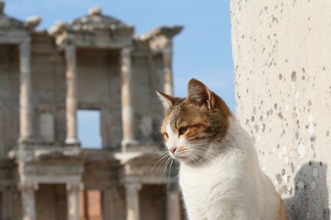 巣ごもり回想録⑤　トルコ　番外編（にゃんこ大集合、わんこもいるぞ）