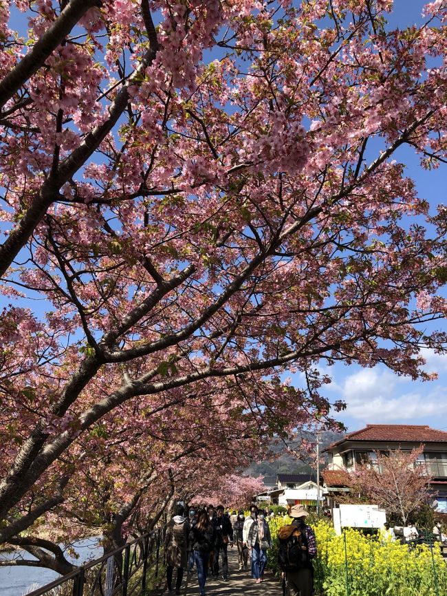 以前から見てみたかった満開の河津桜。河津桜まつりが開かれているので、心ウキウキ、行ってきました。<br />ところがこの冬は暖冬だったので、もうすでに葉っぱがたくさん生えてきていて、残念・・・<br />ピンクの満開・・・・というには2週間遅かったそうです。