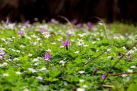 ◆花・花・花咲き乱れる白河・天狗山