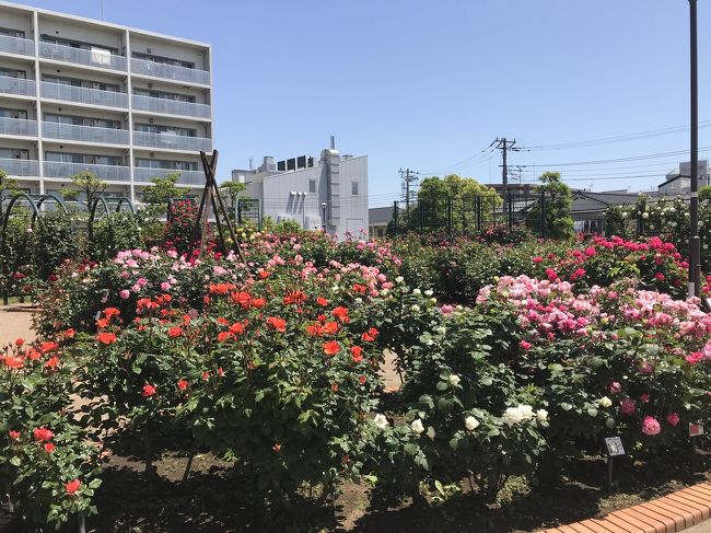 <br />薔薇の季節がやってきました。<br /><br />今までは、わっと咲いている薔薇が見たくてバラ園などに出かけていました。<br />ステイホームの今、遠くには、でかけられないので、ウォーキングしながら見た数々の薔薇です。<br />いろいろな公園の薔薇が咲き始めました。<br /><br />市川市のシンボルの花は、薔薇だそうで、ボランティアの方々が、活躍しています。<br /><br />