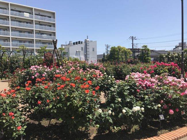 花を求めて　薔薇