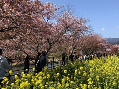 2020年2月、河津桜を見るために。1泊2日、母と二人旅　その②