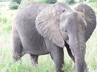 タンザニアでサファリ（ンドゥトゥ⇒タランギーレ）３月６日