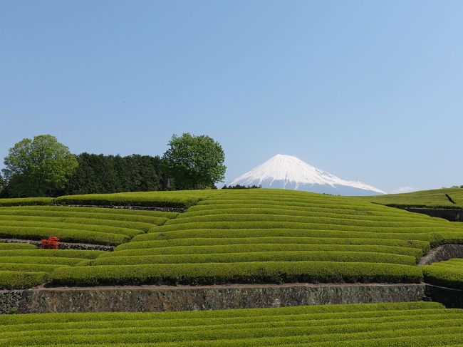 大渕公園から近くの笹場に来ました。<br />ここは茶畑と富士山が撮れる場所です。<br /><br />★富士市役所のHPです。<br />https://www.city.fuji.shizuoka.jp/
