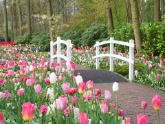 色づくオランダの春から 1　キューケンホフ