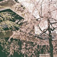 甲州から信州　八重桜と共に城址散策とグルメ・ショッピングのぶらぶら歩き旅