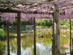 越谷久伊豆神社の藤を見て周辺を散策