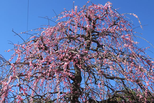 2020新春、見納めの枝垂れ梅(2/6)：名古屋市農業センター(2)：押し花展示会、マンサク