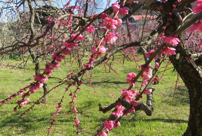 名古屋市農業センターでの、今年最後となった枝垂れ梅の紹介です。2020年の『しだれ梅まつり』の期間は、3月15日(日)までの予定でしたが、期間を半分残して、実質的には終了しそうな雰囲気でした。