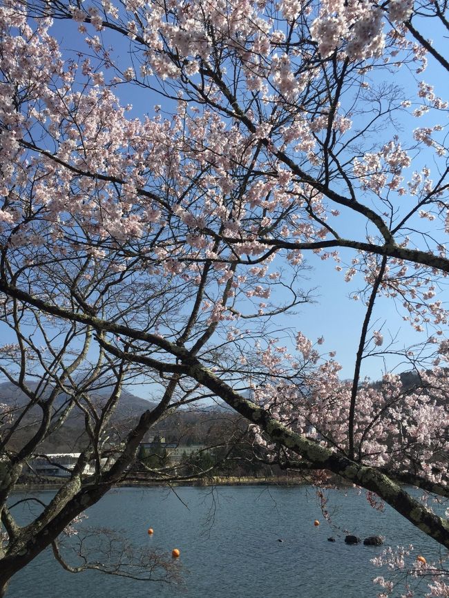 桜の開花予想は難しい<br /><br />毎年恒例の同級生４人旅<br />2018年は当初、長野県の大鹿村の３０００本の桜を見に行く予定で<br />例年の桜の開花時期を調べてホテルを予約し<br />大鹿村の桜→蓼科（宿泊）→奈良井宿と計画しました<br />ところがこの年は開花が早く大鹿村の桜はもう葉桜になっていましたので<br />大鹿村は立ち寄らず蓼科のホテル近くで観光しようと変更<br />出かけてみれば幸運な事に蓼科では桜が満開でした<br /><br />この旅の成果<br />道の駅【148】木曽ならかわ<br />道の駅【149】奈良井木曽の大橋<br />御朱印　蓼科山聖光寺