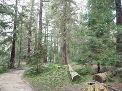 UC Davis Arbortum-Redwood Grove