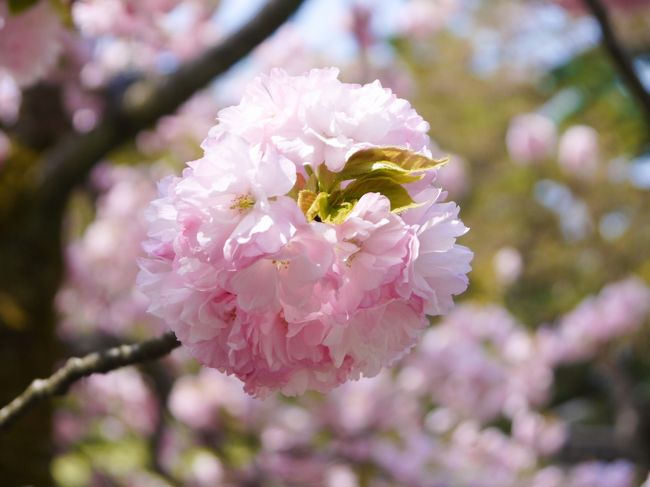 2019年4月、初の北陸、初の石川県に行ってきました！<br /><br />今回はあるグループのライブ遠征で福井へ…。<br />どうせ行くなら！と金沢観光もしてきました。<br /><br />初日はライブを楽しんでから…<br />ひたすら車を運転して金沢まで！<br /><br />2日目の夕方には飛行機で帰ります。<br />半日だけの金沢観光。たっぷり楽しみます！<br /><br /><br />★<br /><br />4月21日(日)　JAL183<br />　羽田空港 7:45 → 小松空港 8:45<br /><br />4月22日(月)<br />　小松空港 17:35 → 羽田空港 18:50<br /><br />宿泊先：ホテルウィングインターナショナル金沢駅前<br />