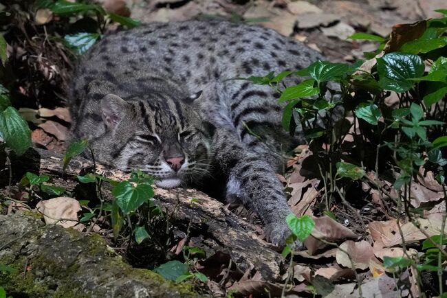 動物ずくめのシンガポールひとり旅 22 ナイトサファリ トレイルの部