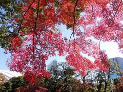 晩秋の紅葉が広がる小石川後楽園を散策