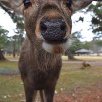 ヒトリナラ2020.02⑥　奈良ホテルの朝食 と 初めての奈良国立博物館篇