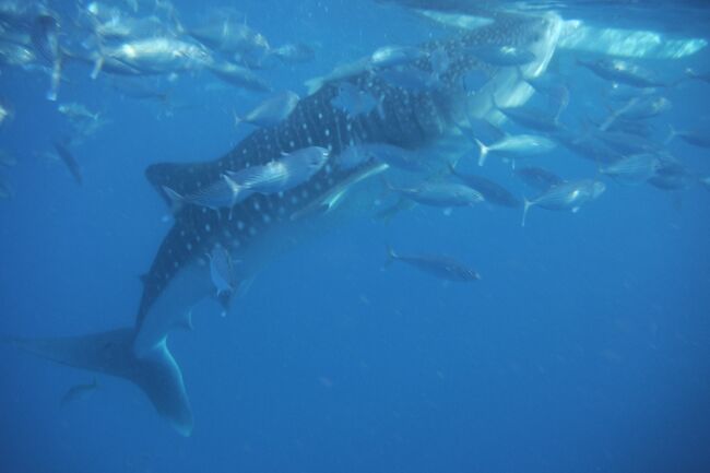 2015年3月26日からセブパシフィック航空が、成田⇔セブ島に直行便を就航♪成田⇔セブ島・片道1,000円(燃油サーチャージ不要)のセールで、GWに往復・総額約6,000円のチケットをゲットしたのでセブへ行ってきました！オスロブへローカルバスで移動して一泊し、翌朝ジンベイザメ ウォッチングとスミロン島に出かけました。