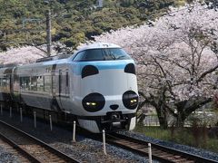 近場の桜の花を求めて（山中渓）