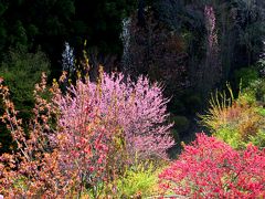 ◆春色の花曼荼羅～山森沢・桃源の里