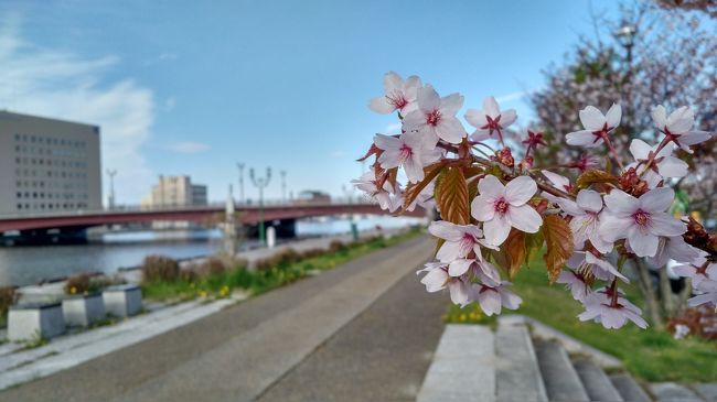 ついに目的地釧路へ。<br />これで今年の桜も見納めです。<br />エゾヤマザクラと根釧地方で多く見られる釧路八重、千島桜を見つけに行きます。