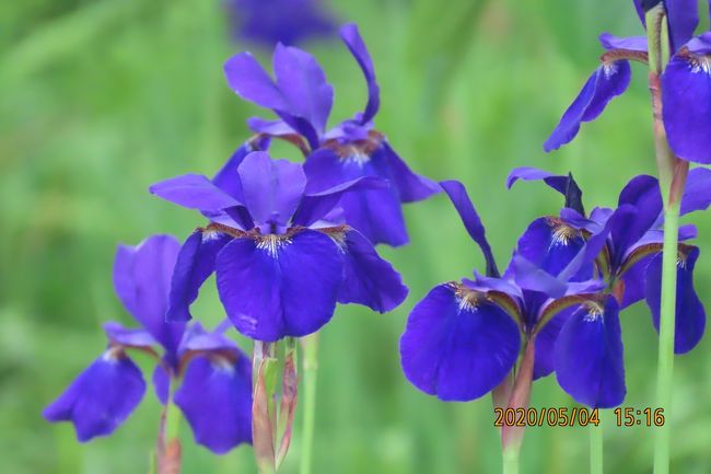 5月4日、午後3時過ぎにふじみ野市西鶴ケ岡地区～川越市下松原地区を散策しました。　約2.8キロの散策でしたが、いろいろな花が見られました。　アヤメ、クレマチス、オオデマリ、ハマナス、つつじ、セッコク草、チューリップ、茶畑等がみられました。<br /><br /><br /><br />*写真はアヤメ