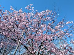 やっと北国の網走に桜が咲きました(^^♪