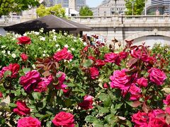 20200508-1 大阪 中之島公園のバラの小径とバラ園