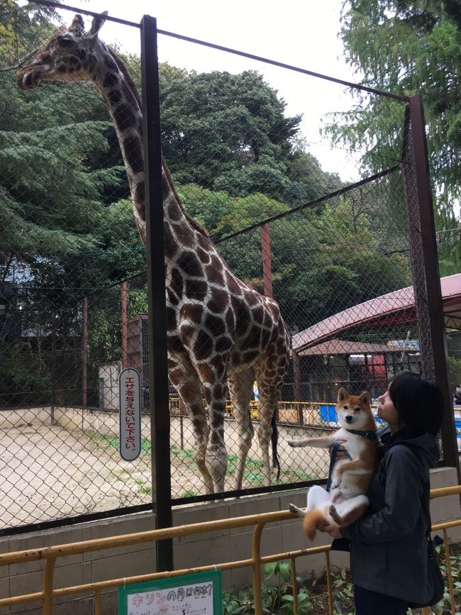 愛犬を連れて、キャンプ旅と動物園に行って来ました。ライオンは本当に百獣の王でした。