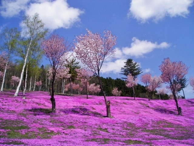 ５月になると道東では３つのお花の名所が春を謳歌します。<br />ピンクに染まるお花のじゅうたん、色とりどりの可愛いチューリップ。<br />素晴らしすぎてため息の連続でした。<br />