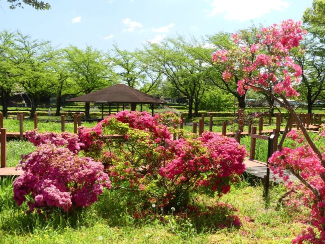 大型連休明けの三密回避先は、群馬県館林市の「つつじが岡第二公園」です。前回訪問時（４月１６日）は、赤いツツジのみ満開で他はチラホラでしたが、３週間後の今回は、ほぼ終わっていました。咲き残っていたツツジもだいぶ傷んでいましたが、天候には恵まれた三密回避でした。