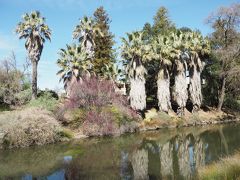 UC Davis Arboretum-Desert Collection & California Foothill Collection