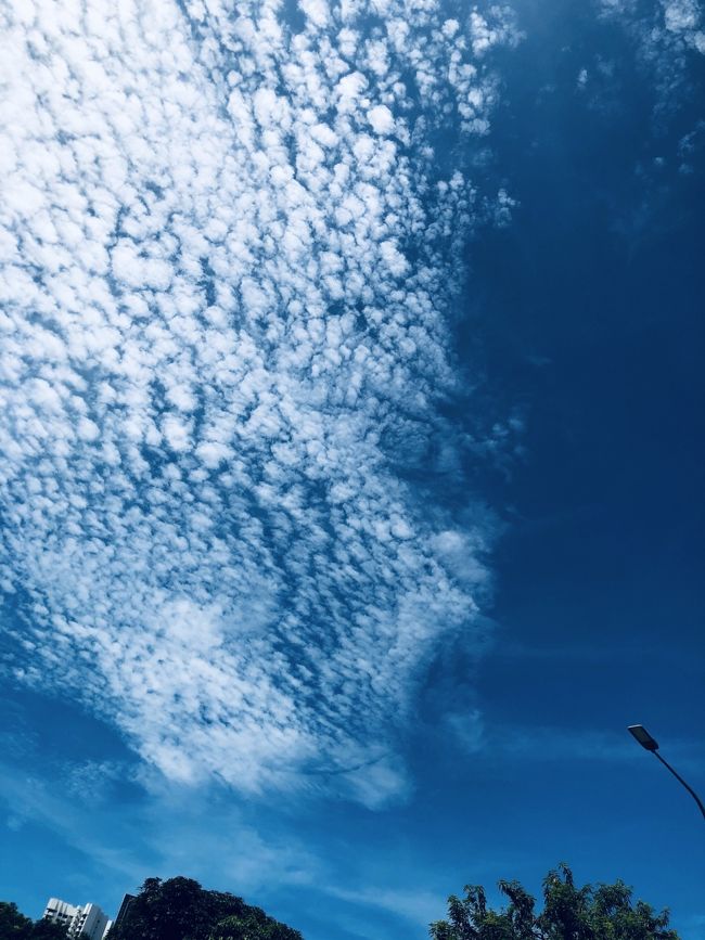 今週はシンガポールは雨が多かったのと、平日は当然仕事があるのと、勉強もしなくちゃいけなくて、家に4日間ストレートで閉じこもり、脳みそオーバーヒート。今日は久々に日光を浴びた感じです。懐かしいゆずの「栄光の架け橋」を聴きながら、散歩するだけでこんな解放感味わえるんだ?と改めて気づいて、日課にしなくてはいけないと思った次第。このアブノーマルな生活ぶりがすっかり板についてしまった感じの今日この頃。