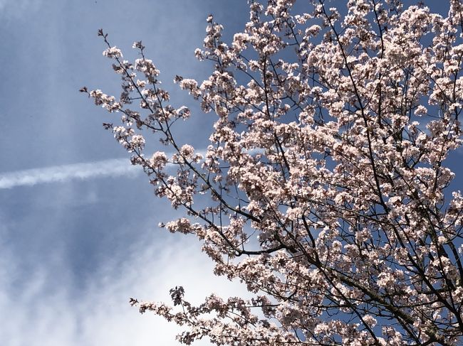 旭川に行く途中にある、神居古潭の桜を見に行きました。<br />うららかな春を感じてきました。