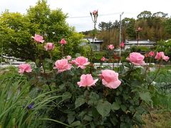 畑の道路側に花壇（横浜市戸塚区金井町）