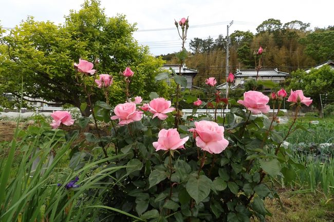 　金井公園を出て金井町内会館まで農道を行く。その途中に畑の道路沿いに花々が植えられている畑がある。芍薬やバラが綺麗だ。<br />　帰りに同じ道を通ると、ご主人が畑で野良仕事をしている。「芍薬の薄いピンクと淡い赤ですね。白と赤、所謂紅白が多く見掛けますけど。それにバラが綺麗ですね。」するとご主人は「バラは選定したので綺麗に咲きました。私がしたのではなく、奥さんですけど。白の芍薬が今年になってようやくこれほど多くの花を付けました。」と笑顔だ。<br />　農道で一般の車が通る訳でもなく、人通りがある訳でもない。現実にはこの花々を眺めてくれる人は殆どいないであろう。しかし、このように精一杯手入れをして綺麗な花を咲かせてくれている人がいることは嬉しいことである。<br />　なお、手入れされない畑の端には大金鶏菊がはびこっている。<br />（表紙写真は畑の道路側に咲くバラ）