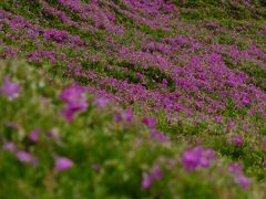 2017年のGWは宮崎へ【4】黒木さんちの芝桜ラストイヤーを鑑賞す