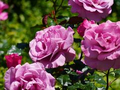 20200511 大阪 靱公園の銅像さん達と、花盛りの薔薇と