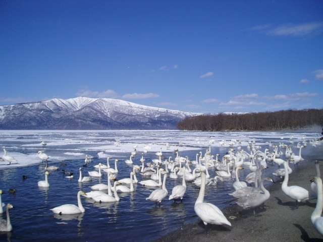 タンチョウ・オオハクチョウ・流氷、北海道の「冬の三白」と言われています。<br />この三白に出逢うため旅してきました。<br />真冬の北海道はモノトーンの世界でした、白い大地でした。<br />行く先々で素晴らしい景色に出合い、動物達に出逢い、楽しい旅でした。<br />