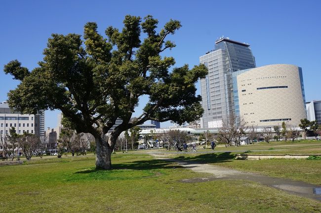 天気が良いので、大阪市内を散歩してみました。<br />画像は、難波宮跡公園にてです。<br /><br /><br />過去の大阪・大阪市中央区散歩記。<br /><br />関西散歩記～2020 大阪・大阪市中央区編～<br />https://4travel.jp/travelogue/11621048<br /><br />関西散歩記～2019 大阪・大阪市中央区・西区編～<br />https://4travel.jp/travelogue/11613533<br /><br />関西散歩記～2019-2 大阪・大阪市中央区編～<br />https://4travel.jp/travelogue/11611925<br /><br /><br />大阪まとめ旅行記。<br /><br />My Favorite 大阪 VOL.6<br />https://4travel.jp/travelogue/11593942<br /><br />My Favorite 大阪 VOL.5<br />https://4travel.jp/travelogue/11361830<br /><br />My Favorite 大阪 VOL.4<br />http://4travel.jp/travelogue/11242529<br /><br />My Favorite 大阪 VOL.3<br />http://4travel.jp/travelogue/11152287<br /><br />My Favorite 大阪 VOL.2<br />http://4travel.jp/travelogue/11036195<br /><br />My Favorite 大阪 VOL.1<br />http://4travel.jp/travelogue/10962773