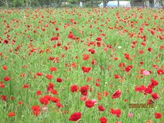 柏市のあけぼの山農業公園・ポピー満開・20年5月