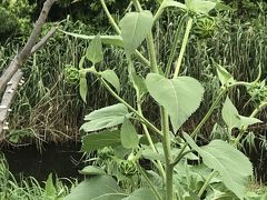 花を求めて　丸浜川