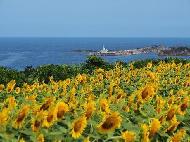 佐渡の見どころのひとつは美しい海岸線。尖閣湾は、浸食により多様な形状となった断崖絶壁が連なるダイナミックな景勝地。<br /><br />そして、佐渡金銀山の鉱石を積み出すため、明治時代に造られた大間港。佐渡金山（相川金銀山）から鉱山町の相川・京町・・・そして北沢地区施設群・・・と、山から徐々に下ってきて・・・今日は、海岸に残る鉱山港の跡を訪れてみた。