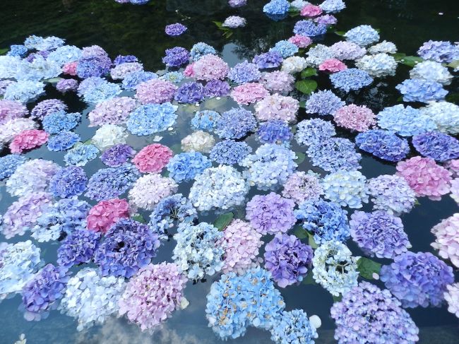 2019年初夏、どこかで紫陽花を見たいなと探していると、池田市にあって関西花の寺第12番札所でもある「久安寺」というお寺が気になって行ってみることにしました。<br />いつも仲良くしてもらっているガブリエラさん(ガブちゃん)を誘ったらOKの返事をもらったので、3人で紫陽花鑑賞してきました~!