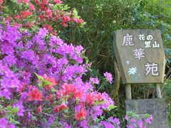 九輪草が見頃 ！桜井・ 鹿華苑