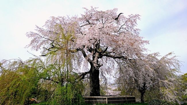 青春18きっぷの消化対策で桜咲く京都にちょこっと行ってきました。一年でも一番華やぐ季節の京都がコロナ感染症拡大予防の自粛で閑散としていました。だあれもいない京都は、混雑するスーパーマーケットやドラッグストアより安全な気さえしました。