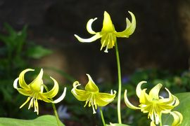 馬場花木園散歩　4月の花（４８種）