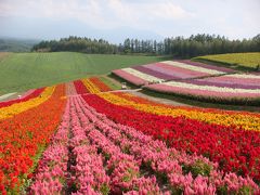 美瑛のお花畑に癒される