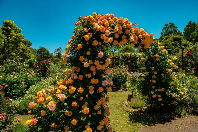 　大神ファームの6,000㎡、800種、4,000株と言われるバラ園です。