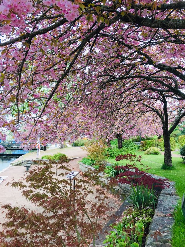 所用がありBoråsへ。<br />公園を歩いていたら思いがけず桜を発見！<br />２０２０年の桜もそろそろ見納め、<br />心ゆくまで鑑賞してから、<br />Annelundsparkenまで足を延ばしてみることに。<br />