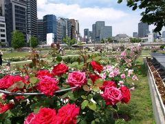 【中之島バラ園】中之島公園で一般開放のバラ園散歩