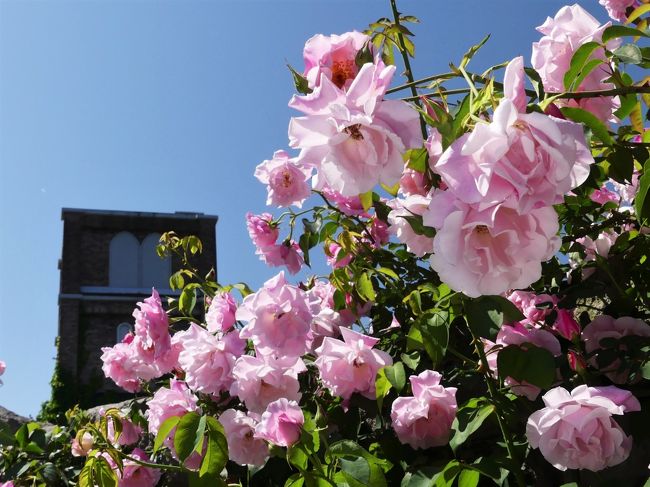 館林市の「東武トレジャーガーデン」へバラを見に行きました。バラは最盛期で、綺麗に咲き揃っていました。バラ園以外にも綺麗な花畑が広がっていて、ネモフィラやポピー、ルピナスやハナビシソウ、その他の花が咲き揃っていました。<br />まずは、入園して最初の円形広場、その周囲に咲き揃うバラを堪能します。その後、北側のお花畑を散策して、最後にバラ園の中を歩きますが、それらは旅行記を別立てにします。